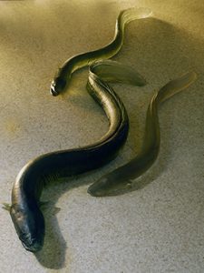 cast-glass-eels-small